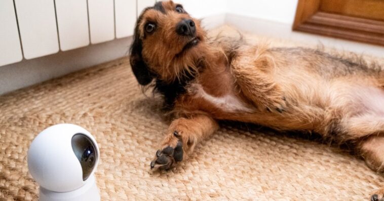 Dachshund dog alone at home controlled by a dog cam