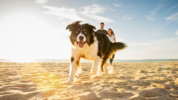 A boarder collie running on a beach in front of a couple.