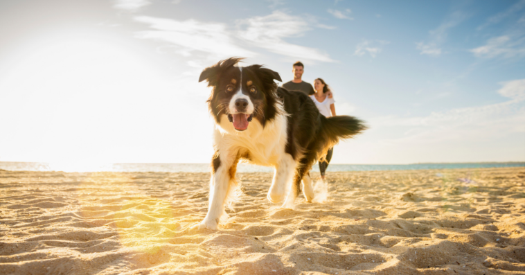 A boarder collie running on a beach in front of a couple.