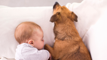 baby sleeping beside dog