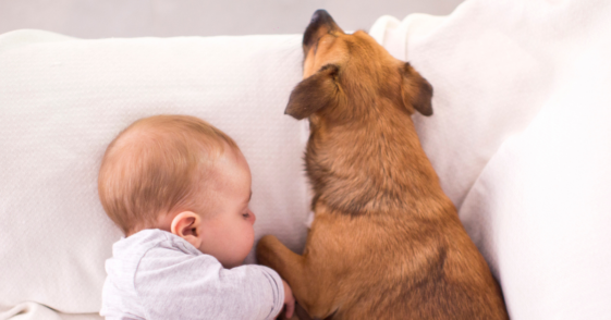 baby sleeping beside dog