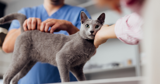 A man and woman petting a gray cat standing on a table.