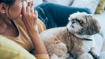 Sick young woman lying on the couch with her cute pet dog and blowing her nose.