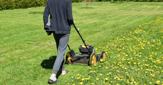 A teen boy is mowing the lawn grass in yard with lawnmower. Decorative plants, thuja hedge on background in sunny summer day. Dandelions are blooming.