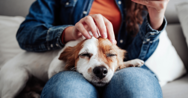 A woman petting a dog sitting on her lap.