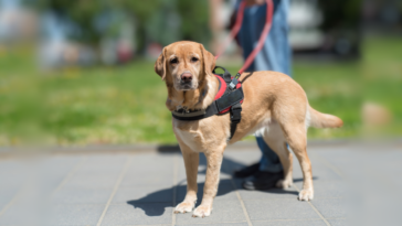 closeup focus on service dog