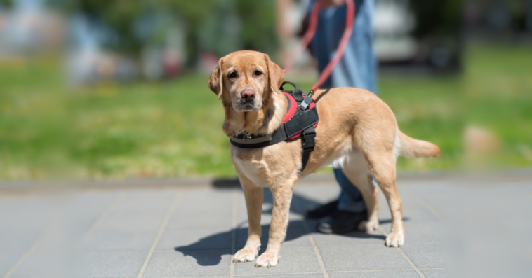 closeup focus on service dog