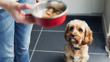 A dog looking to it's owner holding a bowl.