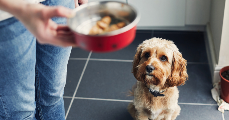 A dog looking to it's owner holding a bowl.