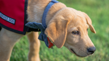 Service dog