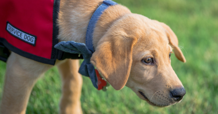 Service dog