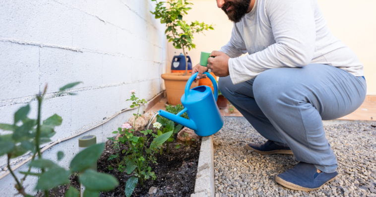 man watering small garden patch