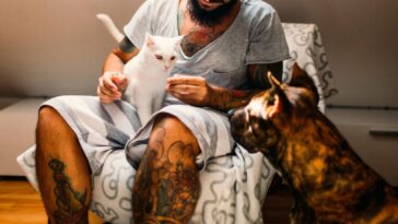 Adult man cuddling in armchair with his white cat and with his dog, american staffordsire terrier.