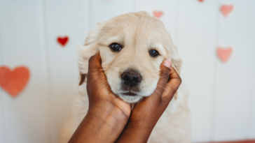 person's hands cupping a golden retriever puppy's face