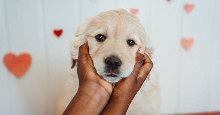 person's hands cupping a golden retriever puppy's face