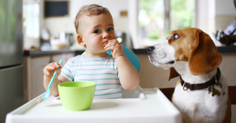 A baby and a dog