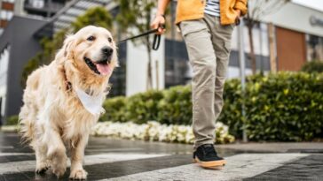 Young man walking his dog with a leash, crossing the street on a zebra crosswalk.