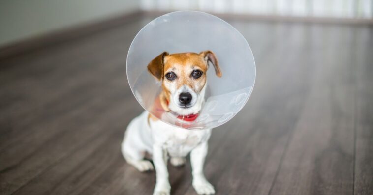 Small dog Jack Russell terrier sitting with vet Elizabethan collar on the gray floor