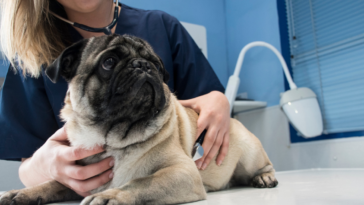 A vet listening to the breath of a dog.