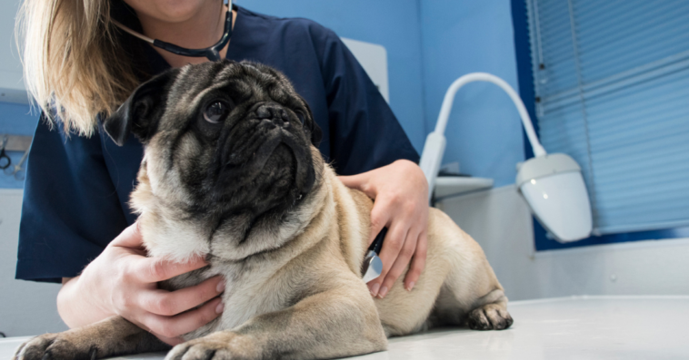 A vet listening to the breath of a dog.