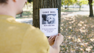 Person hanging a 'Lost Dog' sign