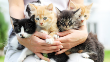 A young woman holding a group of kittens.