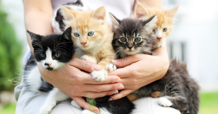 A young woman holding a group of kittens.