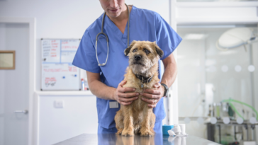 dog on exam table with veterinarian