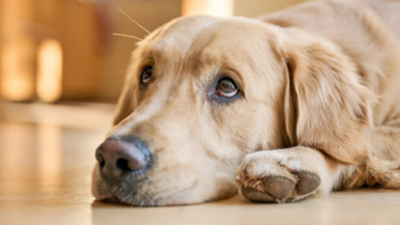 Sad-looking dog