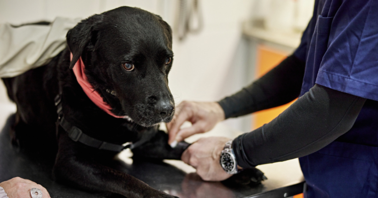 black Labrador retriever on veterinarian exam table