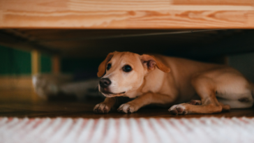 Scared dog hiding