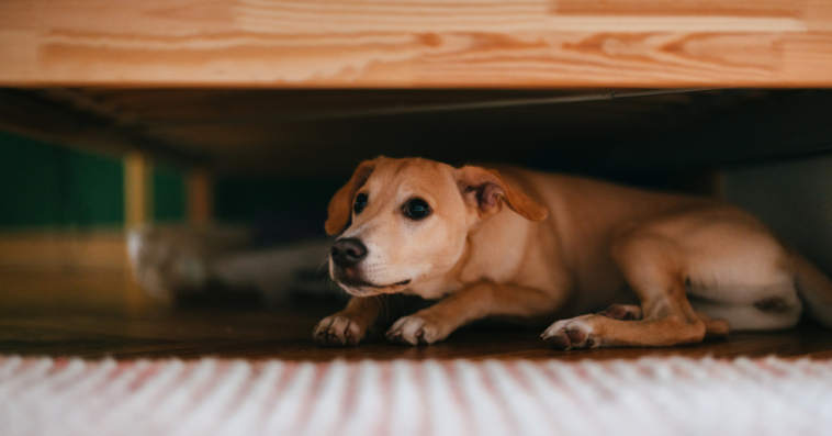Scared dog hiding