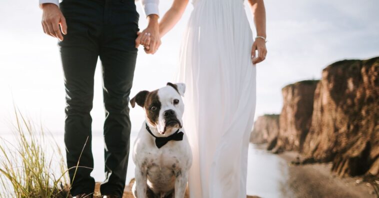 Staffordshire Bull Terrier standing on a cliff with bride and groom