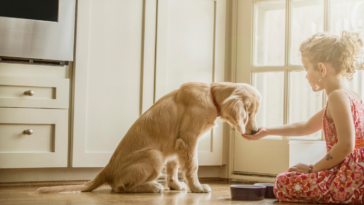 A little girl feeding a dog. food from her hand.