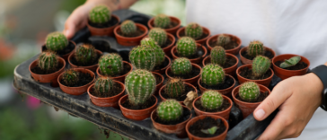 A man holding a tray of potted cacti.