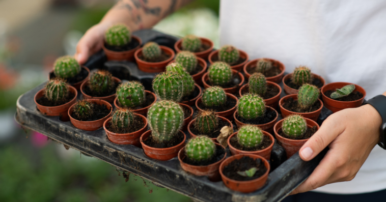 A man holding a tray of potted cacti.