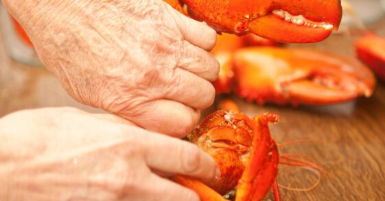 Older person's hands cracking and cutting a cooked lobster in a restaurant.