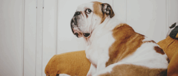 A bull dog with a worried expression on their face.