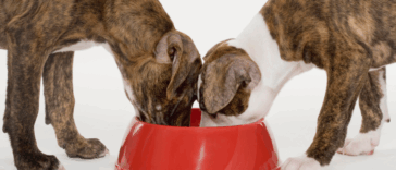 two dogs eating from a red dish