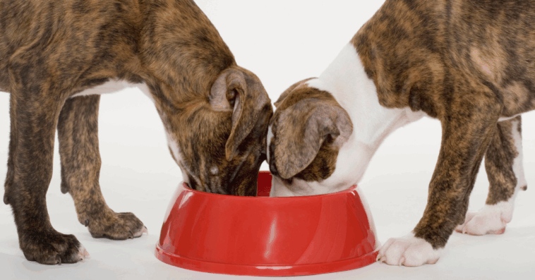 two dogs eating from a red dish