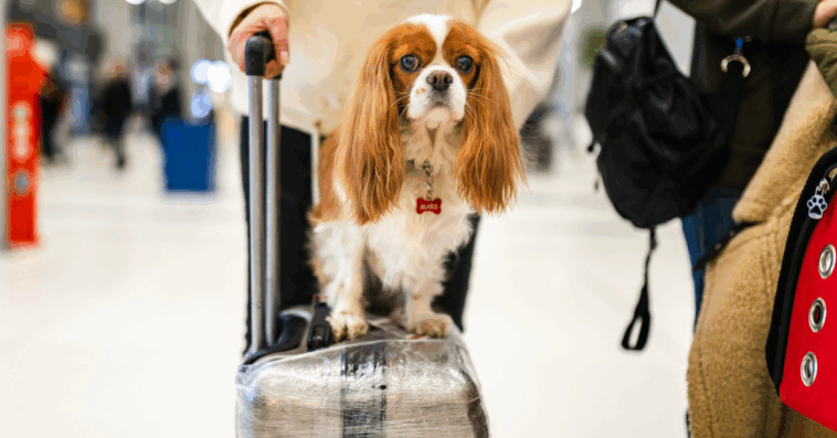 A dog sitting on a roller suitcase in an airport.
