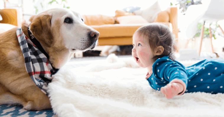 A baby looking a dog in the eyes.