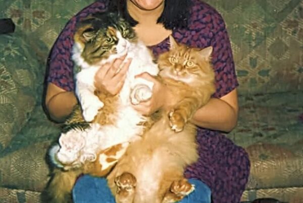 two Maine Coon cats held on person's lap