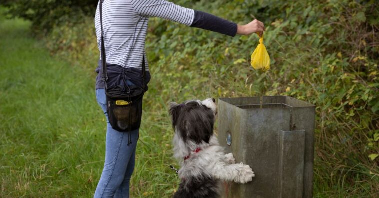 A teenager puts a filled, biodegradable dog poop bag into a public waste bin in a rural area, whilst being watched by a pet dog.
