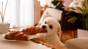dog steals food from coffee table