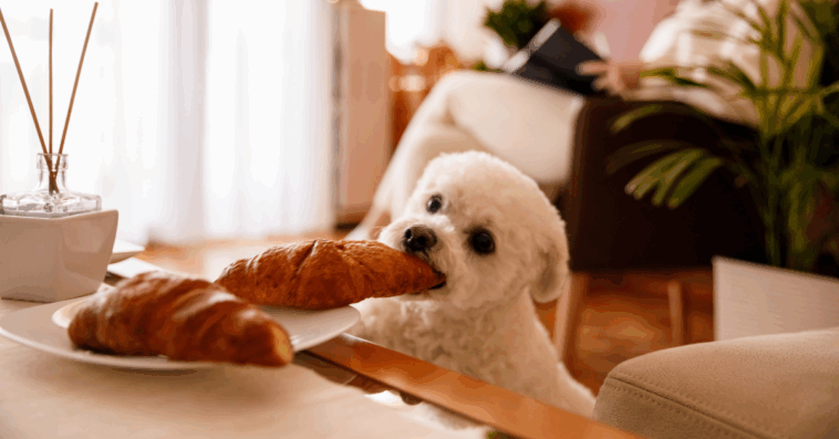 dog steals food from coffee table