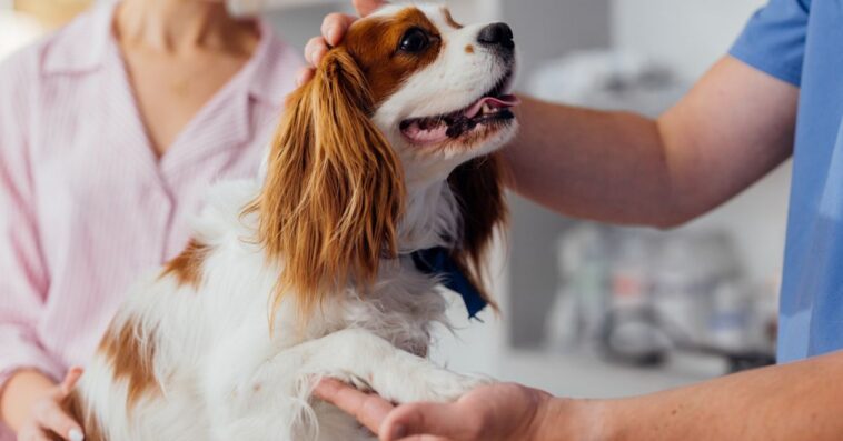 Cavalier King Charles Spaniel being examined by a veterinarian while owner watches closely in a clinic.