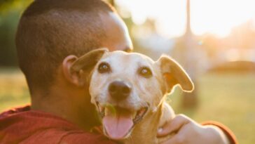 A rear view of a young man hugging his small Mixed-breed dog. The dog looks at camera.