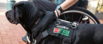 A dog wearing a service vest standing next to someone in a wheelchair.