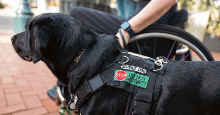 A dog wearing a service vest standing next to someone in a wheelchair.